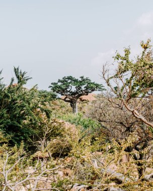 Socotra, Yemen 'deki Hoq Mağarası' na giden yolda manzara