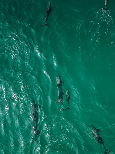 Stock image Dolphins gracefully swimming in the turquoise waters near Shoab Beach, Socotra, Yemen. 