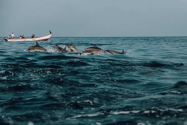Turistler, Shoab Beach, Socotra ve Yemen 'de yunus sürüsüyle tekne turunun keyfini çıkarıyorlar.. 
