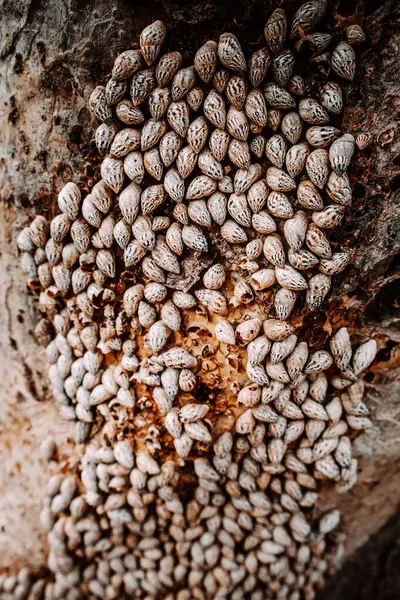 stock image Close-up of tree trunk covered with snail shells on the trail to Hoq Cave in Socotra, Yemen