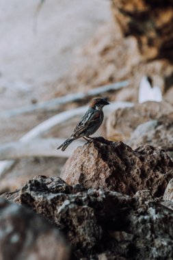 A small bird perched on a rocky surface at Detwah Lagoon, Socotra, Yemen. clipart