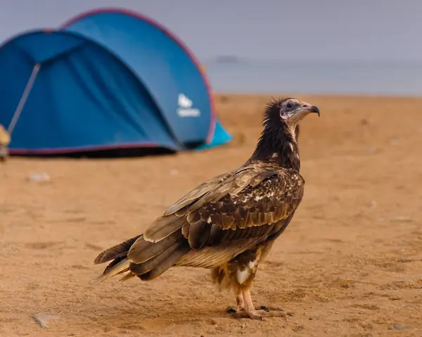 Mısır Akbabası, Yemen 'deki Socotra Adası Detwah Sahili' nde kamp alanında.