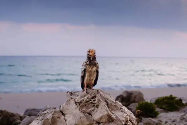 Mısırlı Akbaba, Arher Beach, Socotra, Yemen kıyısındaki bir kayaya tünedi..