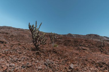 Volkanik arazi, Yanardağ Chico üzerinde kaktüslü, Ekvador 'daki Galapagos Adaları' nda Isla Isabela, açık mavi gökyüzünün altında..