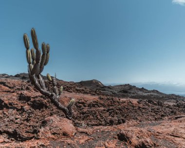 Volkanik arazi, Yanardağ Chico üzerinde kaktüslü, Ekvador 'daki Galapagos Adaları' nda Isla Isabela, açık mavi gökyüzünün altında..