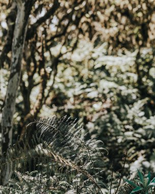 Ekvador 'un Galapagos Adaları' ndaki Isla Isabela adasındaki Yanardağ Chico ormanlarındaki yoğun bitki örtüsü ve yemyeşil bitki örtüsü..