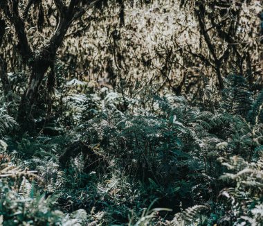 Ekvador 'un Galapagos Adaları' ndaki Isla Isabela adasındaki Yanardağ Chico ormanlarındaki yoğun bitki örtüsü ve yemyeşil bitki örtüsü..