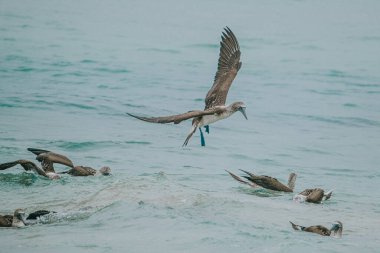 Mavi ayaklı memeler dalıyor ve okyanusun üzerinde uçuyor Isla Isabela, Galapagos, Ekvador 'da.