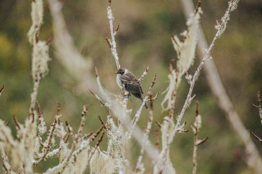 Galapagos mockingbird (Mimus parvulus) in its natural habitat on Isla Isabela, Galapagos, Ecuador. clipart