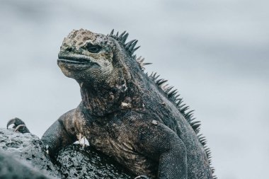 Isla Isabela, Galapagos, Ekvador 'daki bir deniz iguanasının yakın çekimi benzersiz dokularını ve özelliklerini sergiliyor.
