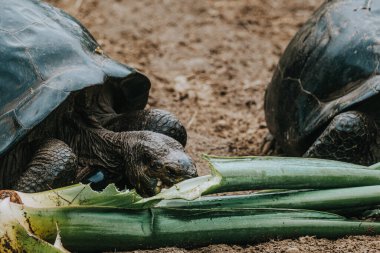 Isla Isabela, Galapagos, Ekvador 'da yeşil bitki yiyen iki dev Galapagos kaplumbağası beslenme davranışlarını ve benzersiz dokularını sergiliyor..