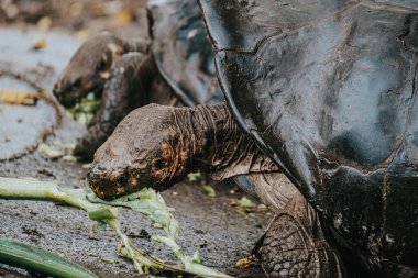 Isla Isabela, Galapagos, Ekvador 'da dev bir Galapagos kaplumbağasının yakın çekimi benzersiz kabuğunu ve pürüzlü derisini sergiliyor.