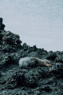 Galapagos deniz aslanı Tintoreras, Isla Isabela, Galapagos Adaları, Ekvador 'un engebeli volkanik kayaları üzerinde dinleniyor.