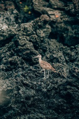 A Whimbrel standing on the rocky terrain of Tintoreras, Isla Isabela, in the Galapagos Islands, Ecuador clipart