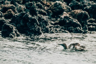 Mavi ayaklı sümsük kuşu, Ekvador 'daki Galapagos Adaları' ndaki Tintoreras Adası 'nın kayalık kıyılarında yüzüyor.