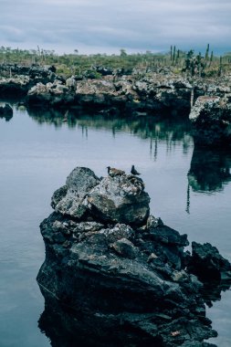 Los Tuneles, Isla Isabela, Galapagos, Ekvador 'da kayalık oluşumlar ve kaktüslerle çevrili sakin sular.