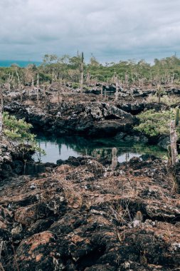 Los Tuneles, Isla Isabela, Galapagos, Ekvador 'da sakin bir su koyuyla engebeli volkanik arazide büyüyen kaktüs..