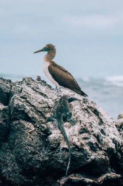 Mavi ayaklı bir sümsük kuşu ve deniz iguanası Los Tuneles, Isla Isabela, Galapagos, Ekvador 'da kayalık bir levreği paylaşıyor.