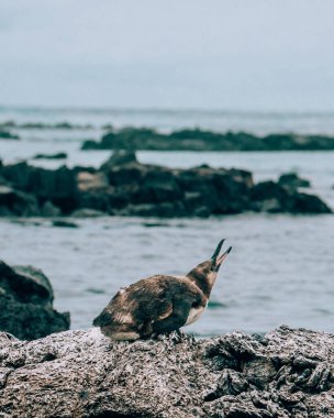 Galapagos pengueni Los Tuneles, Isla Isabela, Galapagos, Ekvador 'da bir kayaya tünemişti.