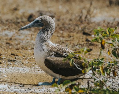 Mavi ayaklı sümsük kuşu Galapagos Adaları 'nda Kuzey Seymour' da yuvada