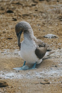 Mavi ayaklı sümsük kuşu Galapagos Adaları 'nda Kuzey Seymour' da yuvada