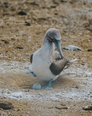 Mavi ayaklı sümsük kuşu Galapagos Adaları 'nda Kuzey Seymour' da yuvada