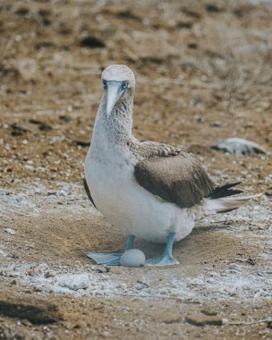 Mavi ayaklı sümsük kuşu Galapagos Adaları 'nda Kuzey Seymour' da yuvada