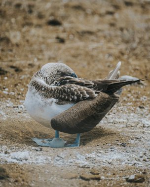 Mavi ayaklı sümsük kuşu Galapagos Adaları 'nda Kuzey Seymour' da yuvada