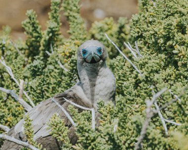 Punta Pitt, San Cristobal, Galapagos Adalarında kırmızı ayaklı sümsük kuşu