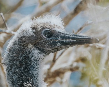 Punta Pitt, Galapagos 'taki kırmızı ayaklı sümsük çocuğu.