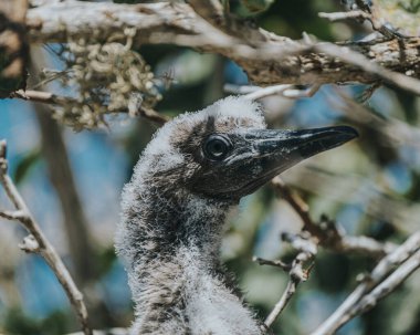 Punta Pitt, Galapagos 'taki kırmızı ayaklı sümsük çocuğu.