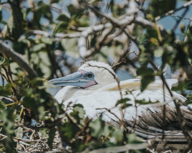 Galapagos, San Cristobal 'daki punta pitt' te nadir bulunan kırmızı ayaklı sümsük kuşu.