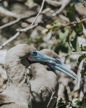 Punta Pitt, San Cristobal, Galapagos Adalarında kırmızı ayaklı sümsük kuşu