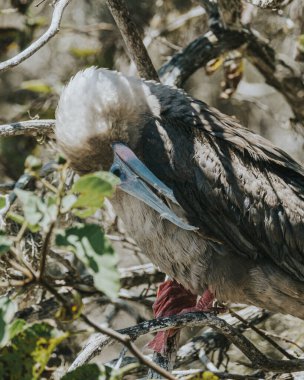 Punta Pitt, San Cristobal, Galapagos Adalarında kırmızı ayaklı sümsük kuşu