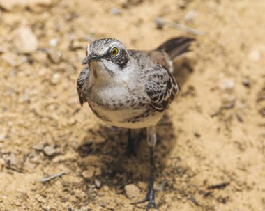 Galapagos Mockingbird in Galapagos Islands clipart