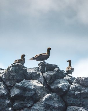 Punta Pitt, Galapagos sahilindeki kayalıklarda kırmızı ayaklı sümsük kuşu