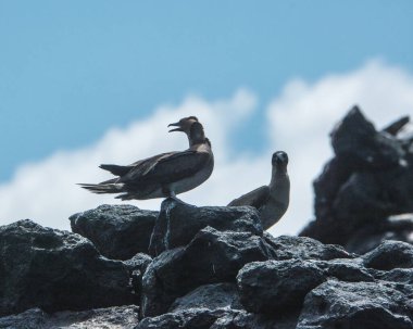 Punta Pitt, Galapagos sahilindeki kayalıklarda kırmızı ayaklı sümsük kuşu