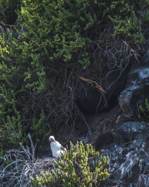 Punta Pitt, Galapagos 'taki kırmızı ayaklı sümsük çocuğu.