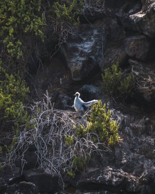 Punta Pitt, Galapagos 'taki kırmızı ayaklı sümsük çocuğu.
