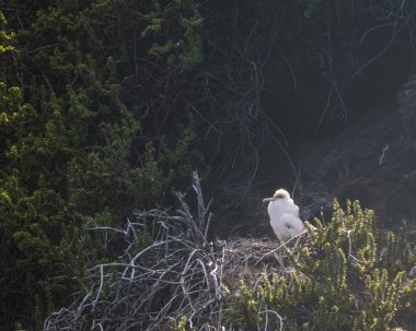 Punta Pitt, Galapagos 'taki kırmızı ayaklı sümsük çocuğu.