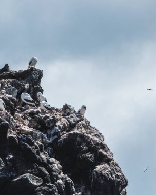 Nazca Boobiler Galapagos, Ekvador 'daki Punta Pitt' in kayalık kayalıklarına tünediler..