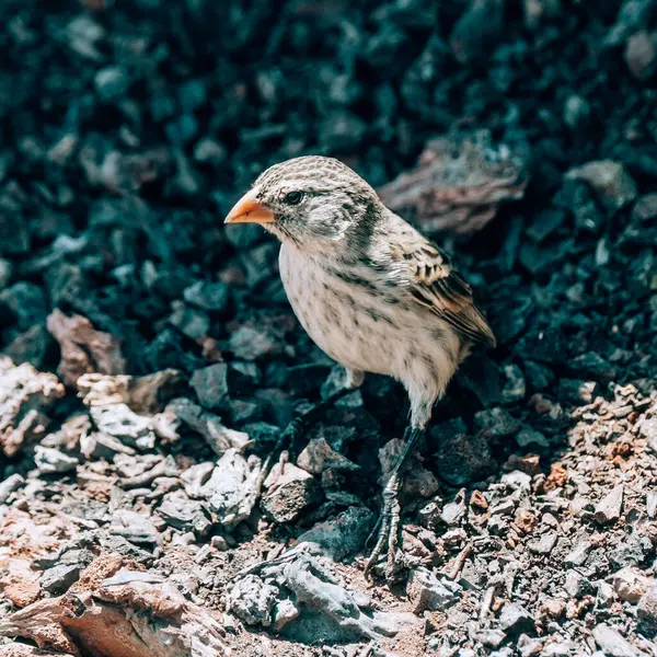 stock image Darwin's finch perched on volcanic rock on Volcano Chico, Isla Isabela, Galapagos, Ecuador.