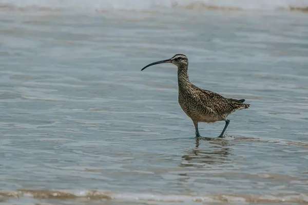 stock image Whimbrel bird walking along the shore at Isla Isabela, Galapagos, Ecuador.