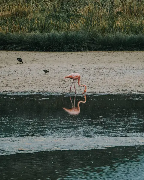 Isla Isabela, Galapagos, Ekvador 'da tek başına beslenen ve yansıtan bir flamingo..