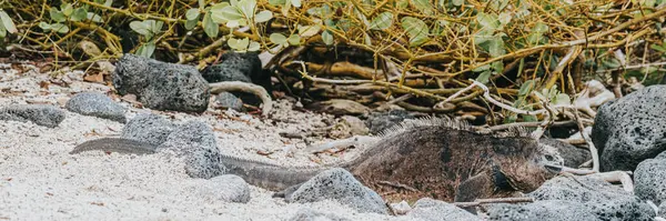 stock image Close-up of a marine iguana in Isla Isabela, Galapagos, Ecuador, showcasing its unique textures and features