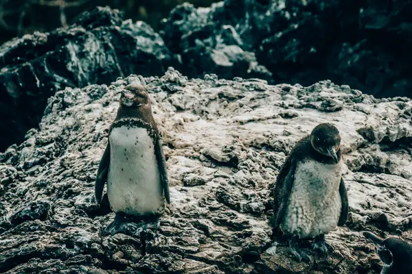 stock image Galapagos penguins standing on rocky terrain at Tintoreras, Isla Isabela, in the Galapagos Islands, Ecuador