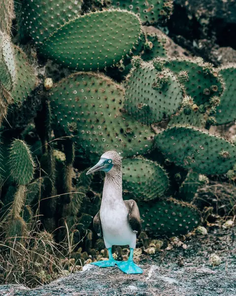stock image A blue-footed booby standing among cacti on rocky terrain at Los Tuneles, Isla Isabela, Galapagos, Ecuador