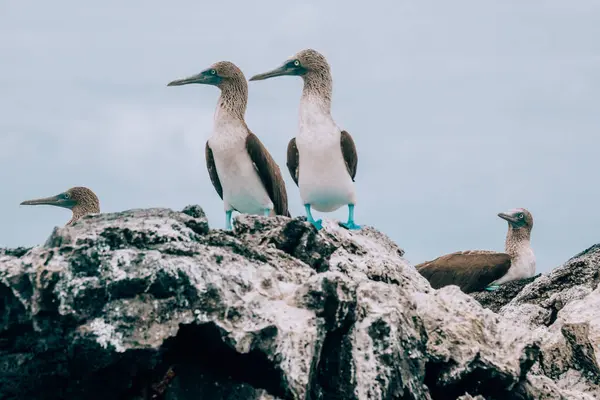 stock image Blue-footed boobies perched on rocky formations at Los Tuneles, Isla Isabela, Galapagos, Ecuador