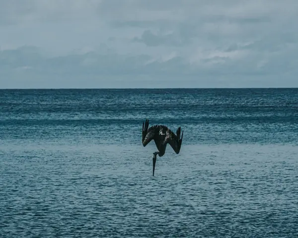 Punta Pitt, Galapagos, Ekvador açıklarında balık tutarken yakalanan kahverengi bir pelikan.