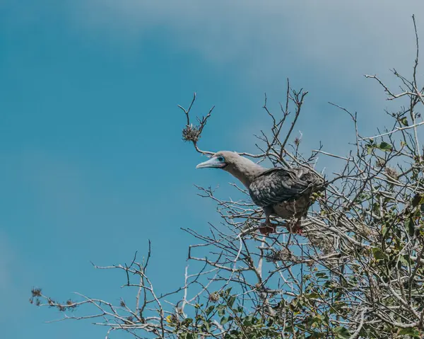 stock image Red footed Booby at Punta Pitt, San Cristobal , Galapagos Islands